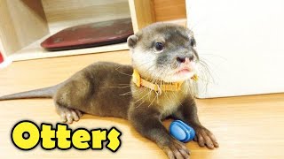 10 Cute Otter Facts You Want to Know [upl. by Lemyt338]