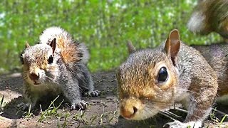 Videos for Cats to Watch  Squirrel Fun [upl. by Aeriel282]