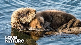 Baby Otter Snuggles On Mom’s Belly  Love Nature [upl. by Teddman]