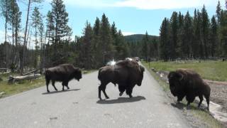 Bison Fight  Yellowstone [upl. by Krein]