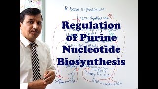 Purine Synthesis Regulation [upl. by Olenta]