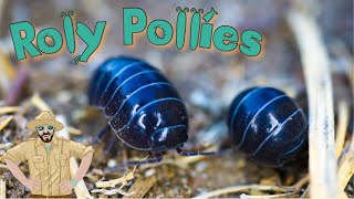 Roly Poly Video For Kids  Backyard Adventures [upl. by Akemrehs]