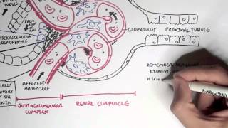 Nephrology  Kidney Physiology Overview [upl. by Yrotciv]