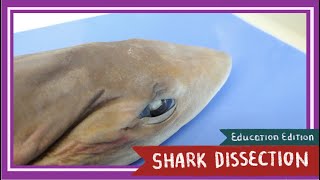 Dogfish Shark Dissection  Sink or Swim EDU [upl. by Mil]