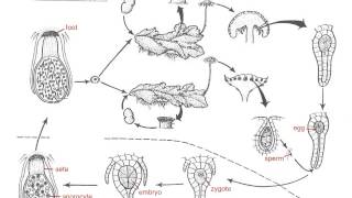 Marchantia Life Cycle [upl. by Itsyrc121]