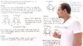 Disaccharides Maltose Lactose and Sucrose [upl. by Adnocahs]