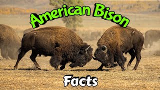 American Bison Interesting Facts  National Animal of USA [upl. by Nickles793]