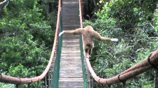 Gibbon on the Monkeyland bridge [upl. by Ahsenra]