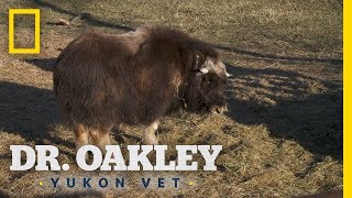 A Temperamental Baby Muskox  Dr Oakley Yukon Vet [upl. by Ahsitauq]