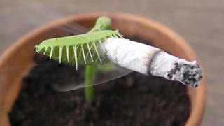 Charlie the badass venus fly trap [upl. by April621]