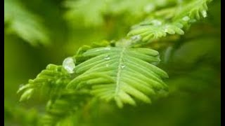 Metasequoia glyptostroboides dawn redwood Pinaceae [upl. by Schlenger]