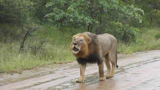 Big male Lions in the rain [upl. by Ydospahr]