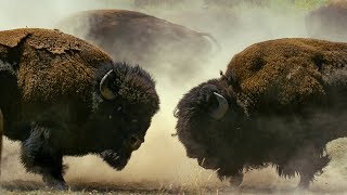 Bison Habitat and Behavior [upl. by Atiuqad]