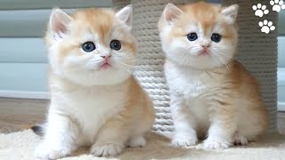 Golden British Shorthair  Cute And Adorable Cat Compilation [upl. by Adias907]