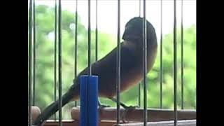 Bullfinch Drawl and Weet Drawl HD Audio [upl. by Koby791]