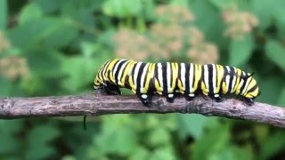 Life Cycle of the Monarch Butterfly [upl. by Welby]