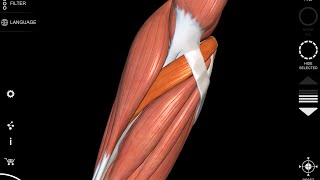 Pronator Teres muscle  3D Anatomy  origin insertion [upl. by Delanty109]