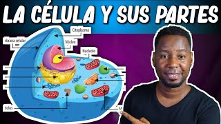 LA CÉLULA  PARTES Y FUNCIONES  Corto y entretenido [upl. by Waylan40]