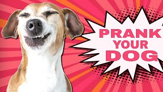 Prank Your Dog Sounds [upl. by Cann]