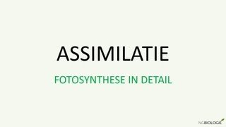 Assimilatie  Fotosynthese in detail [upl. by Orabelle272]