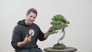 Procumbens Bonsai Spring Work [upl. by Ellenoj862]