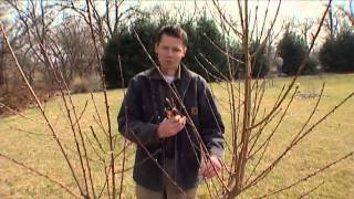 Pruning Peaches [upl. by Otrebliw]