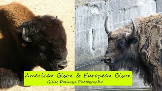 American Bison amp European Bison  The Differences  By GDelhaye Photography [upl. by Locin]