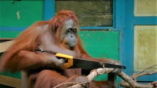 Incredible Orangutan Moments Part 1  Top 5s  BBC Earth [upl. by Houghton]