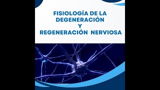 Fisiología de la degeneración y regeneración nerviosa [upl. by Araem]