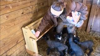 Bottle Feeding Rack for Lambs or Goats [upl. by Annaitsirhc]