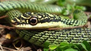 Flying Snake  Chrysopelea ornata [upl. by Krell]