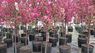 Malus Royal Raindrops® Crabapple  A FANTASTIC ⭐️Top Performing Disease Resistant Small Tree [upl. by Enila]