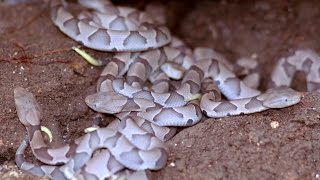 NEST of COPPERHEADS  Southern Copperhead Facts and information [upl. by Lorant]