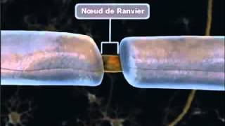 La propagation de linflux nerveux [upl. by Jeffy]