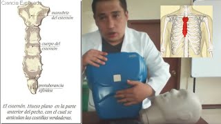 🌟REANIMACIÓN CARDIOPULMONAR RCP BÁSICO EN ADULTO práctico🌟 [upl. by Imarej]