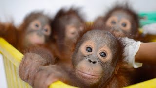 Baby Orangutan Bedtime at the BOS Nyaru Menteng Baby House [upl. by Glynn]