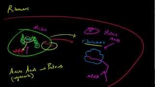 Biology Lecture  21  Ribosomes [upl. by Susannah517]