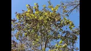 Plant portrait  Princess tree Paulownia tomentosa [upl. by Nina]