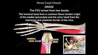 Flexor Carpi Ulnaris  Everything You Need To Know  Dr Nabil Ebraheim [upl. by Pitarys]