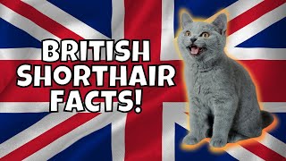 10 Fun Facts About British Shorthairs [upl. by Stern952]