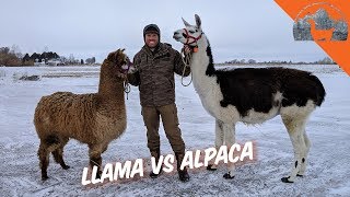 LLAMA VS ALPACA  Ep72  Llama Life [upl. by Llevol]