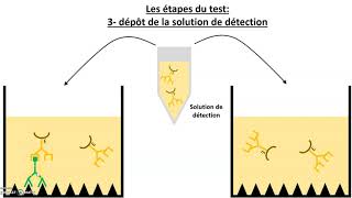 Le test immunologique ELISA [upl. by Moazami]