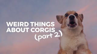 Weird Things That Corgis Do PART 2 • Corgi Ownership [upl. by Alessandra]