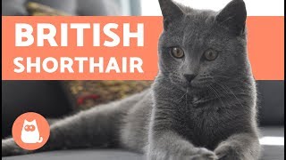 British Shorthair  CARACTÈRE ET COMPORTEMENT [upl. by Gnim635]