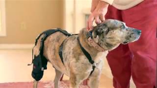 Ortho Dog  Cruciate Care Knee Brace Demo [upl. by Bearce]