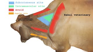 injection in cattle buffalo [upl. by Hennessy742]