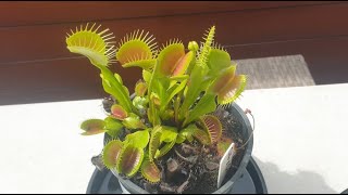 Venus Flytrap Basic Growing Guide [upl. by Yann]