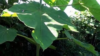 Pruning Paulownia amp reusing the wood for wild life [upl. by Kathleen]