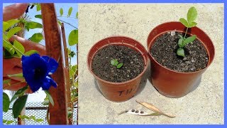 How to Grow Clitoria Ternatea Aparajita or Butterfly Pea from seed  scarifying method [upl. by Nidla]