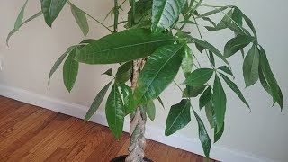 Propagating Money Tree in Water  Part 1 [upl. by Augustine]